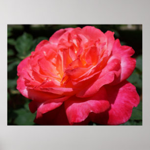 Rode Roos Bloem Fijne Kunst Prints Rozen Tuin