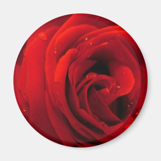 Rode roos bloem magneet (Voorkant)