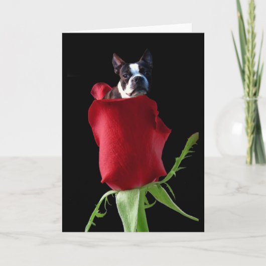 Rode roos Boston Terrier wenskaart Kaart (Voorkant)