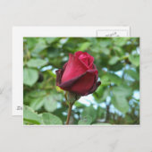 rode roos briefkaart (Voorkant / Achterkant)