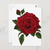 Rode roos briefkaart (Voorkant / Achterkant)