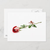 Rode roos briefkaart (Voorkant / Achterkant)