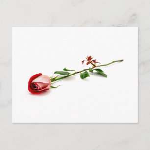 Rode roos briefkaart