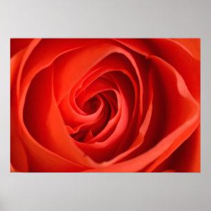 Rode Roos Close-Up – Bloemfotografie Poster