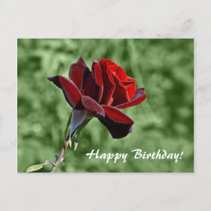 Rode Roos Gelukkige Verjaardag Bloemen Briefkaart
