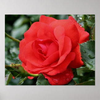 Rode Roos Met Regendruppels Bloemstuk Poster