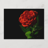 Rode Roos op Zwarte Bloemen