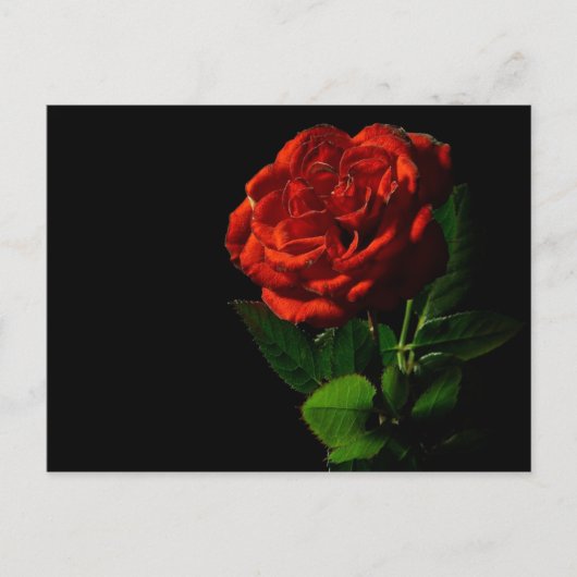 Rode Roos op Zwarte Bloemen Briefkaart (Voorkant)