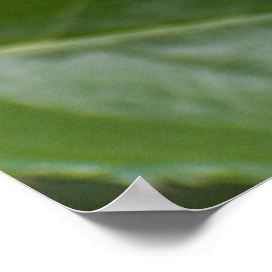 Rode roos poster (Hoek)