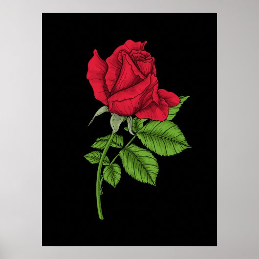 Rode roos poster (Voorkant)