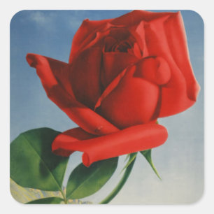  Rode Roos Roos Roos ZZwitserland Vierkante Sticker