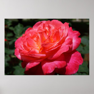 Rode Roos Roze Bloemen Tuin Bloemschildering Fijne Poster