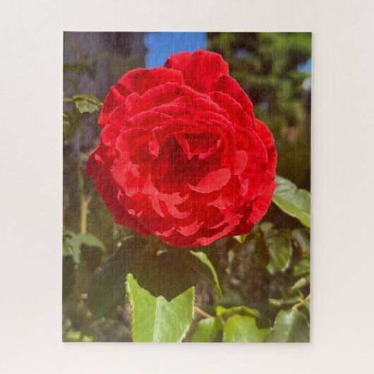 Rode Roos, San Mateo Legpuzzel (Verticaal)