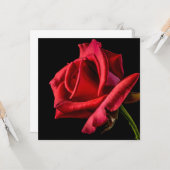 Rode Roos Tegen Zwarte Achtergrond Kaart (Voorkant / Achterkant in situ)