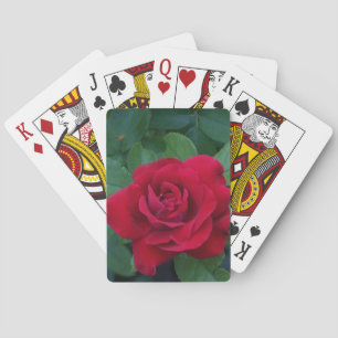 Rode Roos Van dichtbij Pokerkaarten