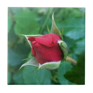 rode roosknop tegeltje