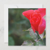  Rode Rose Quinceanera Birthday Kaart (Achterkant)