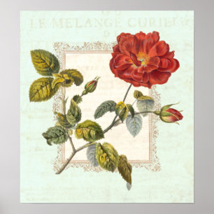  Rode Rose Shabby Elegance Poster
