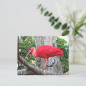 Rode Roseate Spoonbill Exotische Vogel Briefkaart (Staand voorkant)