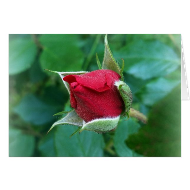rode rosebud (Voorkant Horizontaal)