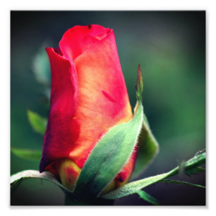 Rode Rosebud bloem met gele hoogtepunten 8x8 Foto Afdruk