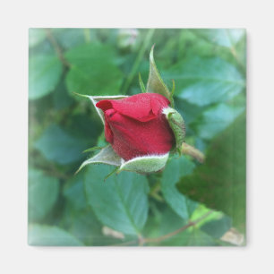 rode rosebud magneet