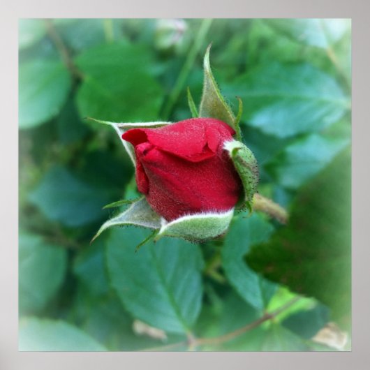 rode rosebud poster (Voorkant)