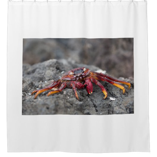 Rode rotskrab douchegordijn (Voorkant)