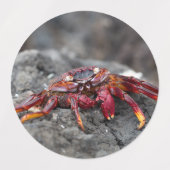 Rode rotskrab labels (Design 1)