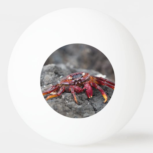 Rode rotskrab pingpongballen (Achterkant)