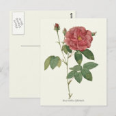 rode roze botanische afdrukken briefkaart (Voorkant / Achterkant)