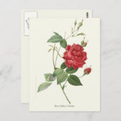 rode roze botanische afdrukken briefkaart (Voorkant / Achterkant)