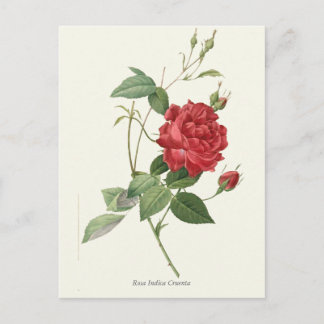 rode roze botanische afdrukken briefkaart