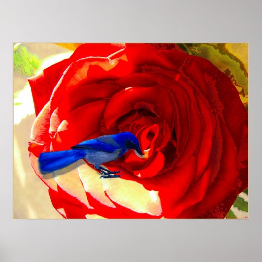 Rode roze en blauwe vogel poster (Voorkant)