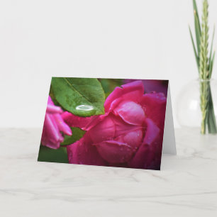 Rode roze en regendruppels, kaart