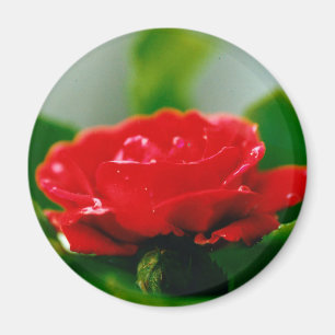 Rode roze van passie bedekt met dauwdruppels magneet