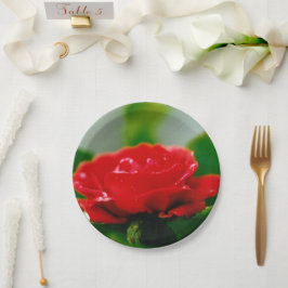 Rode roze van passie bedekt met dauwdruppels papieren bordje