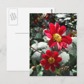 rode, roze vleermuis / melkbloemen briefkaart (Voorkant / Achterkant)