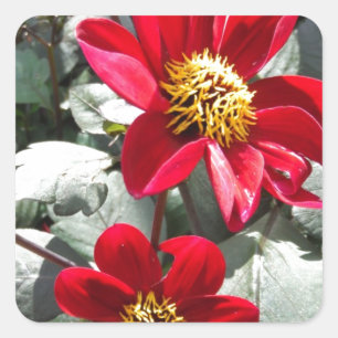 rode, roze vleermuis / melkbloemen vierkante sticker