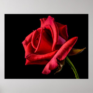 Rode roze zwarte achtergrond poster