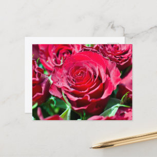 Rode Rozen Ansichtkaart Briefkaart