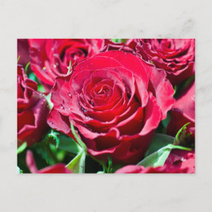 Rode Rozen Ansichtkaart Briefkaart