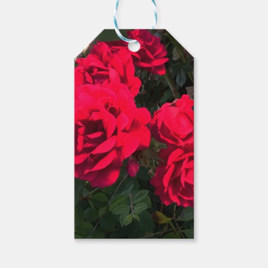 Rode rozen bloeien cadeaulabel (Voorkant)