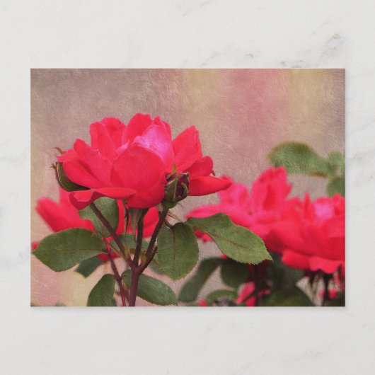 Rode rozen briefkaart (Voorkant)