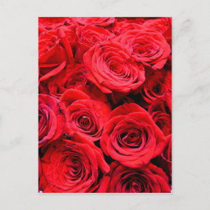 Rode rozen briefkaart