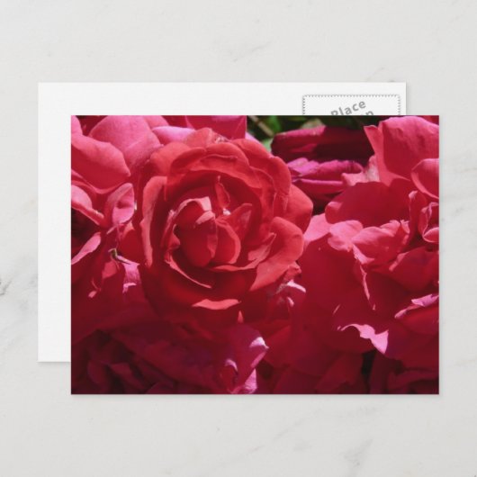 Rode rozen briefkaart (Voorkant / Achterkant)