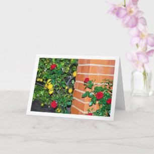 Rode rozen en luiers kaart