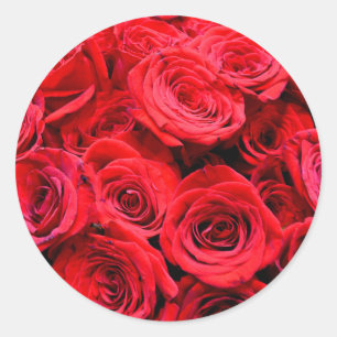 Rode Rozen Ronde Sticker