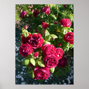 Rode  Rozen Roos Natuur Tuin Poster