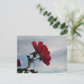 Rode rozen tegen een heldere blauwe hemel briefkaart (Staand voorkant)